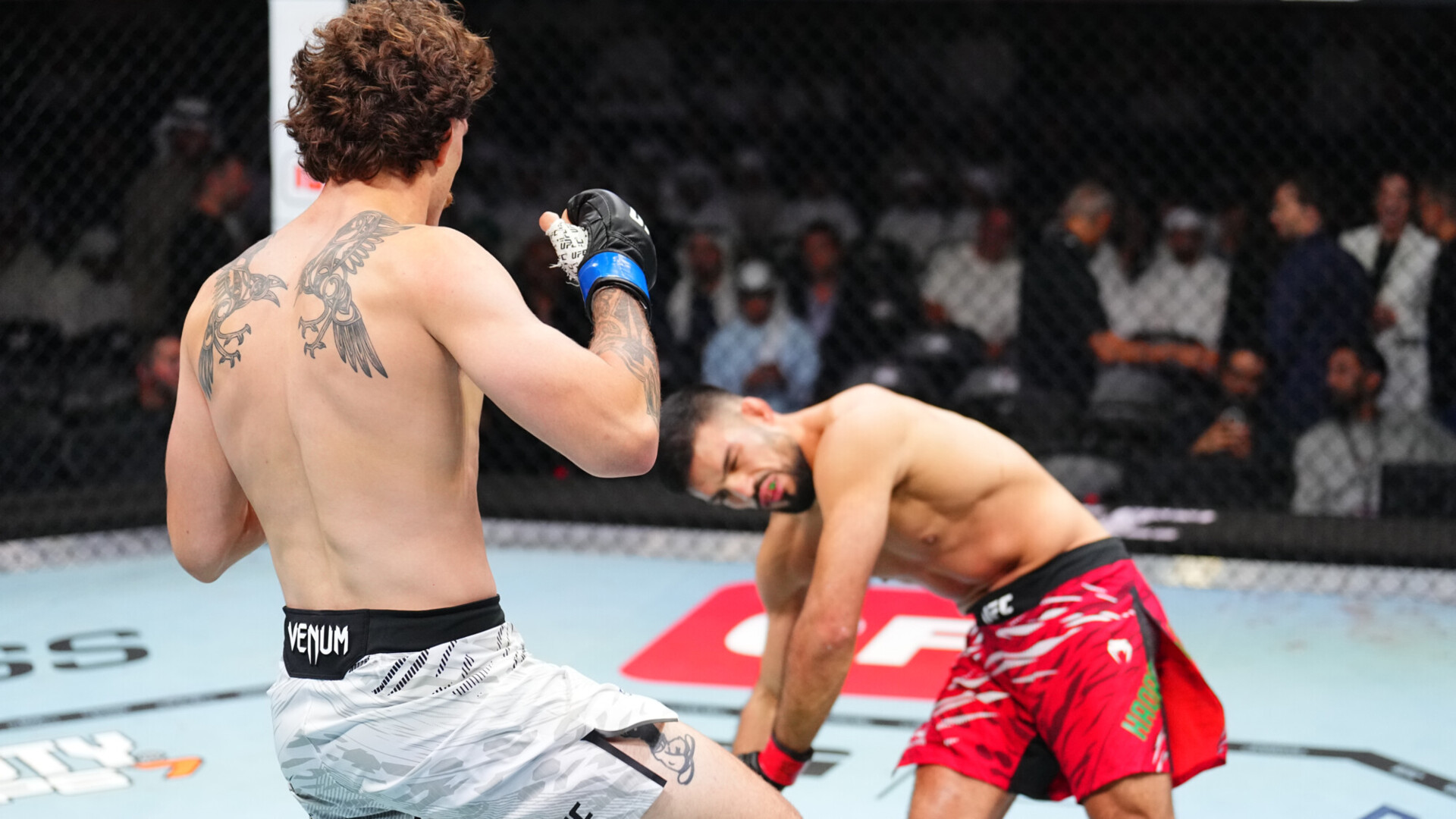 Марокканский боец потерял сознание после поражения нокаутом на турнире UFC в Абу‑Даби. Видео Марокканский боец потерял сознание после поражения нокаутом на турнире UFC в Абу‑Даби. Видео